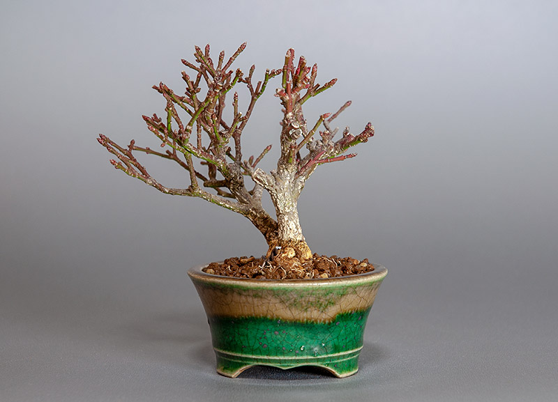ミニ盆栽・コマユミ-X3（こまゆみ・小真弓）実もの盆栽を裏側から見た景色・Euonymus alatus bonsai