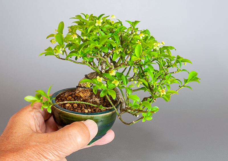 コマユミ-Y3（こまゆみ・小真弓）実もの盆栽の手乗りの景色・Euonymus alatus bonsai