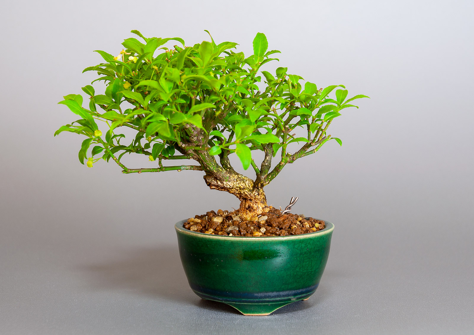 盆栽・コマユミ-Z3（こまゆみ・小真弓）実もの盆栽の販売と育て方・作り方・Euonymus alatus bonsai