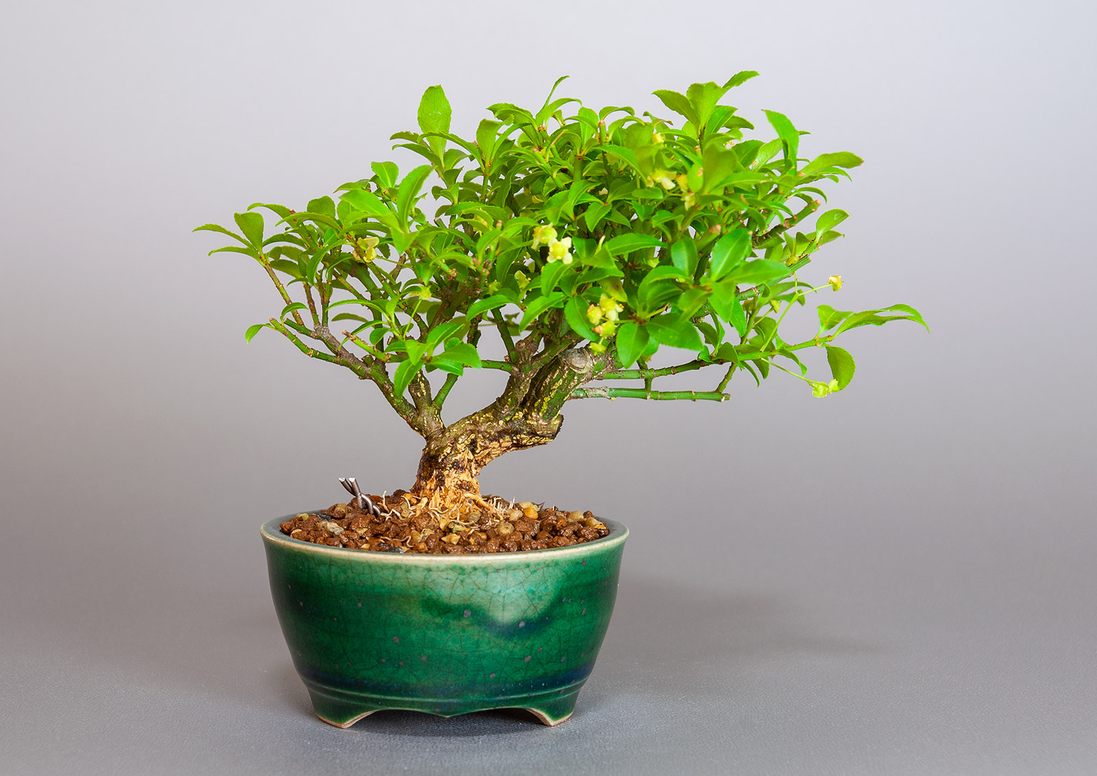 ミニ盆栽・コマユミ-Z3（こまゆみ・小真弓）実もの盆栽を裏側から見た景色・Euonymus alatus bonsai