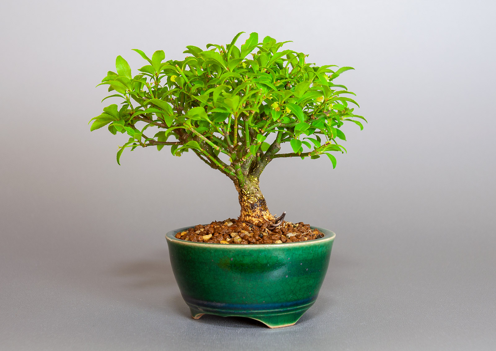 ミニ盆栽・コマユミ-Z3（こまゆみ・小真弓）実もの盆栽を右側から見た景色・Euonymus alatus bonsai