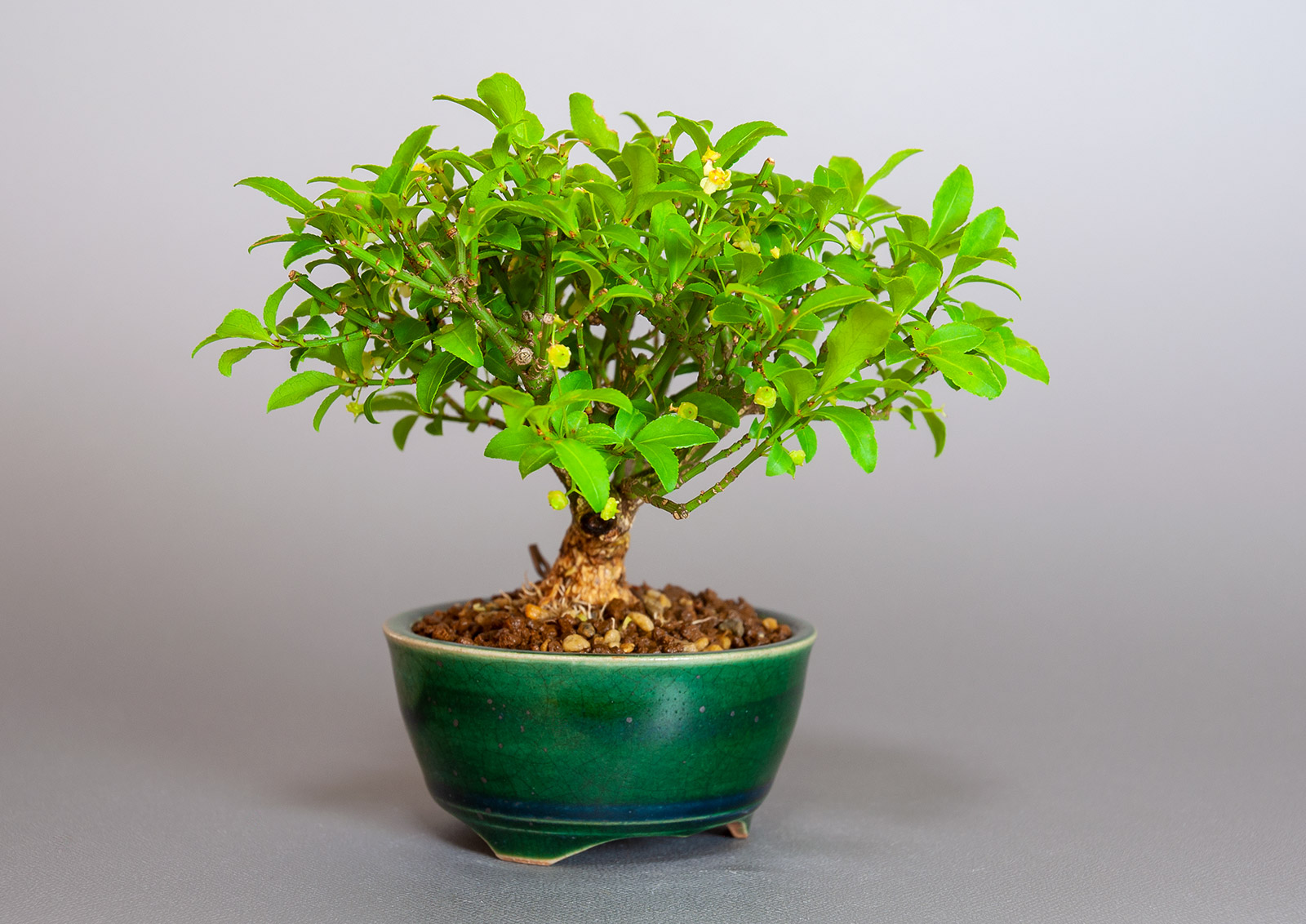 ミニ盆栽・コマユミ-Z3（こまゆみ・小真弓）実もの盆栽を左側から見た景色・Euonymus alatus bonsai