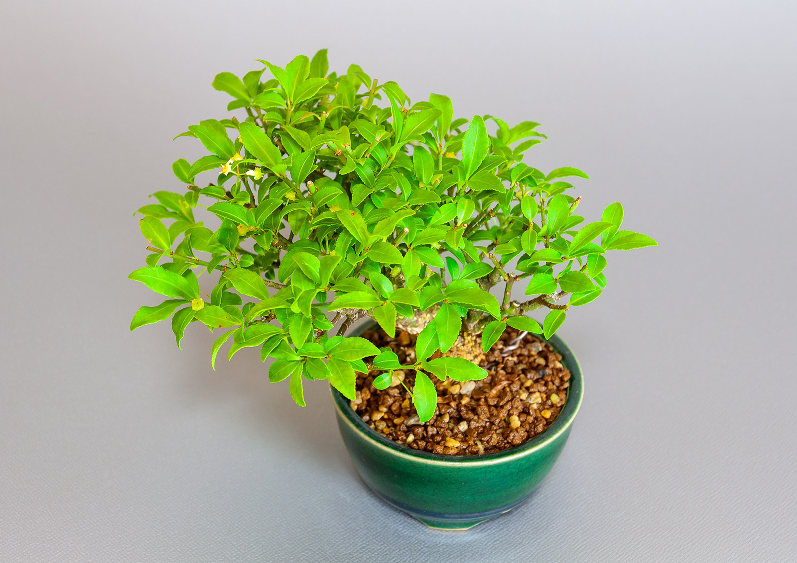 ミニ盆栽・コマユミ-Z3（こまゆみ・小真弓）実もの盆栽を別側から見た景色・Euonymus alatus bonsai