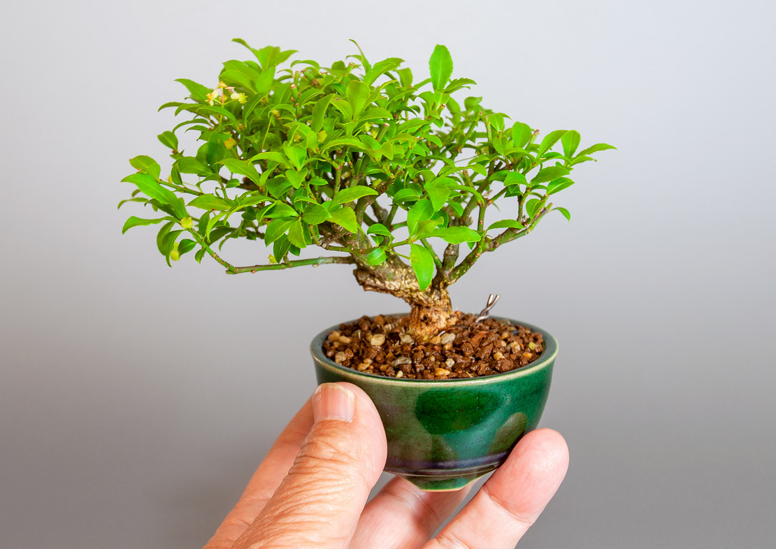ミニ盆栽・コマユミ-Z3（こまゆみ・小真弓）実もの盆栽の手乗りの景色・Euonymus alatus bonsai