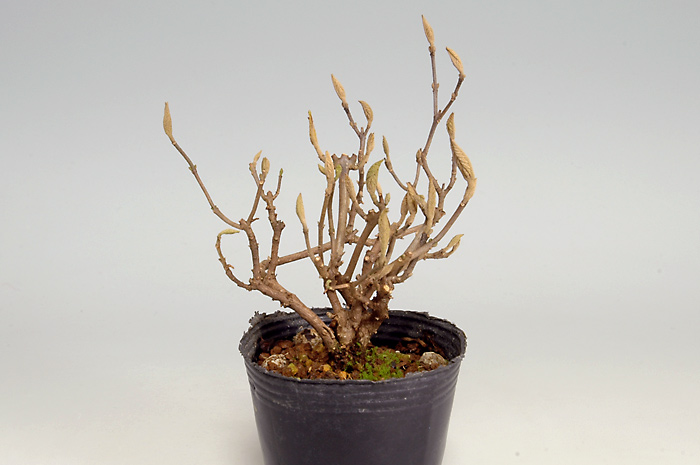 コムラサキシキブJ-1（こむらさきしきぶ・小紫式部）実もの盆栽を左側から見た景色・Callicarpa dichotoma bonsai photo