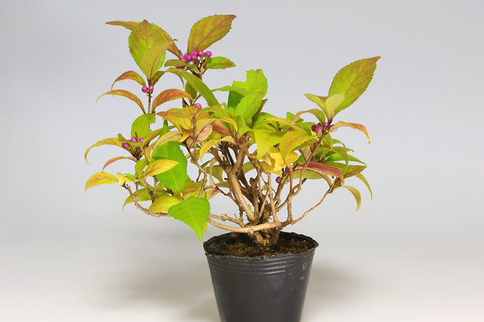コムラサキシキブJ（こむらさきしきぶ・小紫式部）実もの盆栽の販売と育て方・作り方・Callicarpa dichotoma bonsai photo