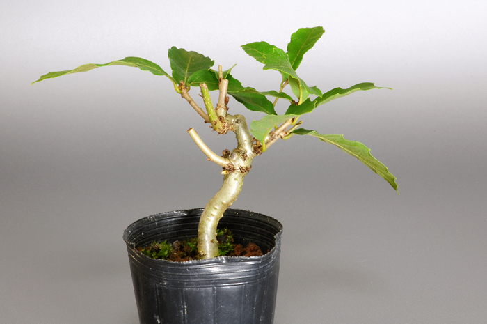 コナラ-A1（こなら・小楢）小楢の販売と育て方・作り方・Quercus serrata bonsai