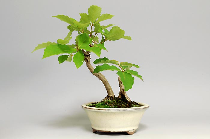 コナラ盆栽（こなら・小楢）ミニ盆栽の今と過去の成長記録と育て方・手入れ・剪定・植え替え・Quercus serrata bonsai photo