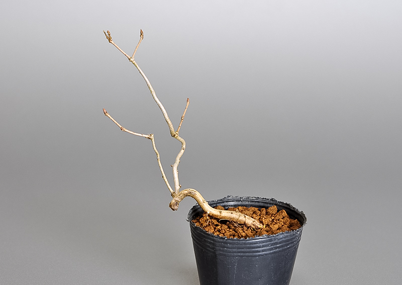 コナラ-L1（こなら・小楢）小楢の販売と育て方・作り方・Quercus serrata bonsai