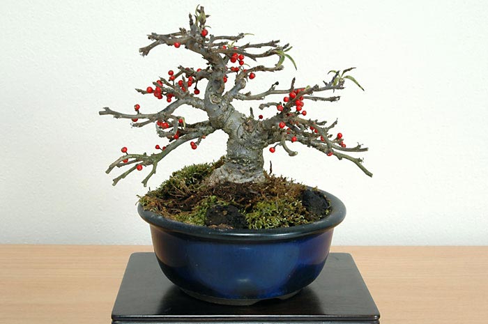 コショウバイA（こしょうばい・小性梅）実もの盆栽の販売と育て方・作り方・Ilex serrata bonsai photo