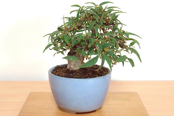 コショウバイB（こしょうばい・小性梅）実もの盆栽を裏側から見た景色・Ilex serrata bonsai photo