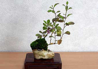 クコ-B（くこ・枸杞）盆栽の樹作りの参考樹形・Lycium chinense Best bonsai