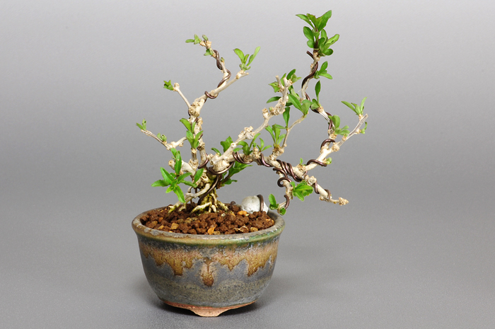 盆栽・クコD（くこ・枸杞）実もの盆栽の販売と育て方・作り方・Lycium chinense bonsai photo