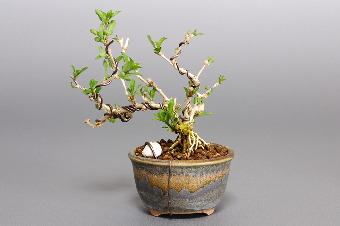 盆栽・クコD（くこ・枸杞）実もの盆栽を裏側から見た景色・Lycium chinense bonsai photo