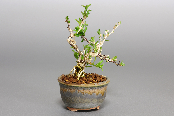 盆栽・クコD（くこ・枸杞）実もの盆栽を左側から見た景色・Lycium chinense bonsai photo