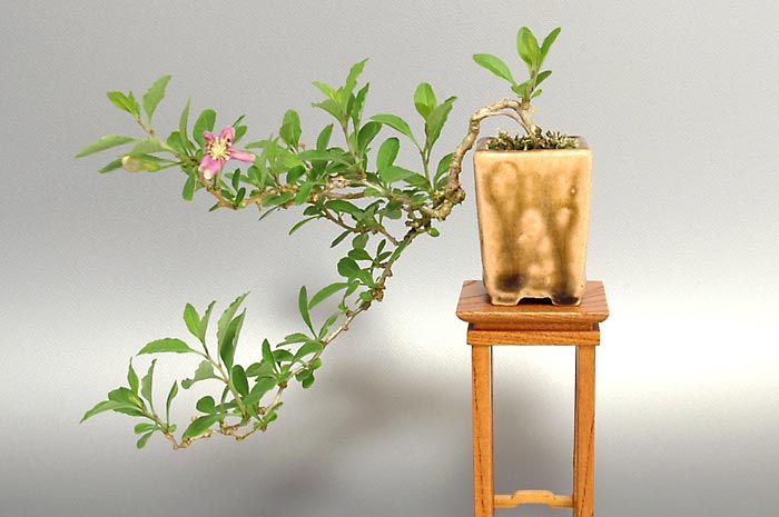 クコ盆栽（くこ・枸杞）ミニ盆栽の今と過去の成長記録と育て方・手入れ・剪定・植え替え・Lycium chinense bonsai photo