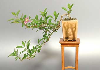 クコ-P（くこ・枸杞）盆栽の樹作りの参考樹形・Lycium chinense Best bonsai