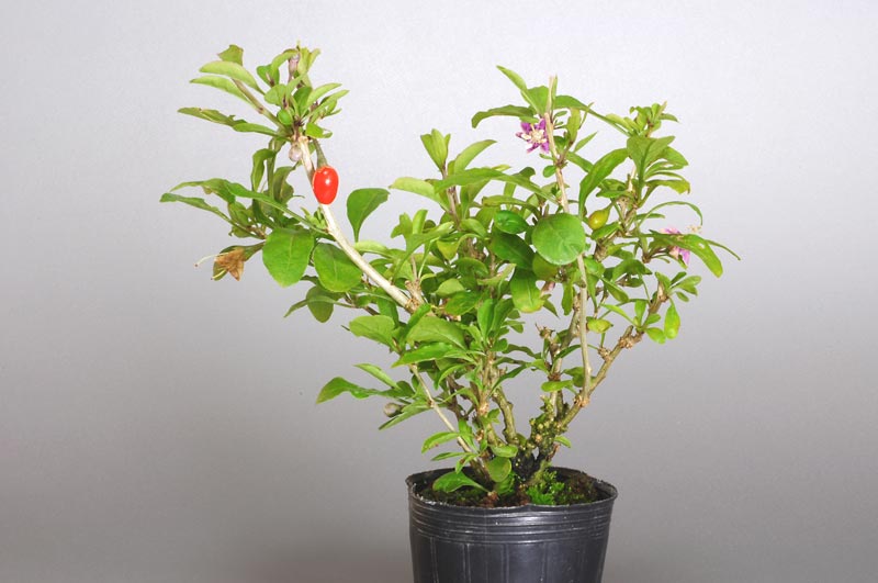 クコ-U（くこ・枸杞）実もの盆栽の販売と育て方・作り方・Lycium chinense bonsai