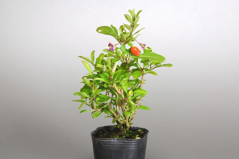 クコ-V（くこ・枸杞）実もの盆栽の販売と育て方・作り方・Lycium chinense bonsai