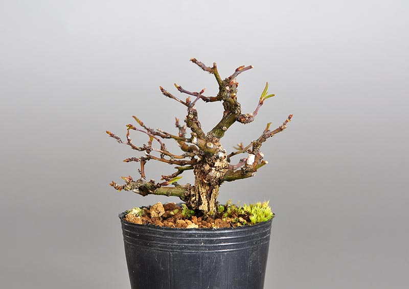 クマヤナギ-A2（くまやなぎ・熊柳）熊柳の販売と育て方・作り方・Berchemia racemosa bonsai