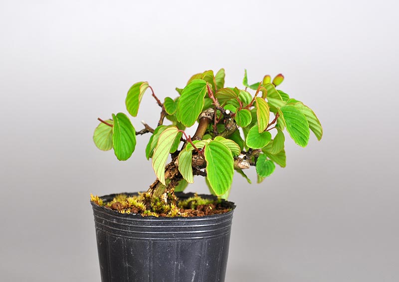 クマヤナギ-B2（くまやなぎ・熊柳）実もの盆栽の販売と育て方・作り方・Berchemia racemosa bonsai