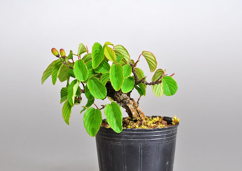 クマヤナギ-B2（くまやなぎ・熊柳）実もの盆栽を裏側から見た景色・Berchemia racemosa bonsai