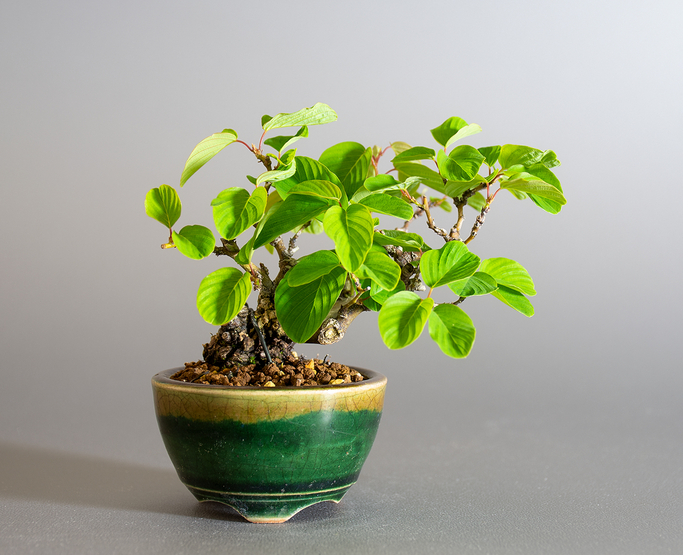クマヤナギ盆栽（くまやなぎ・熊柳）ミニ盆栽の今と過去の成長記録と育て方・手入れ・剪定・植え替え・Berchemia racemosa  bonsai photo