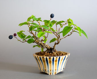 クマヤナギ（熊柳盆栽）Berchemia racemosa bonsai｜おすすめの盆栽