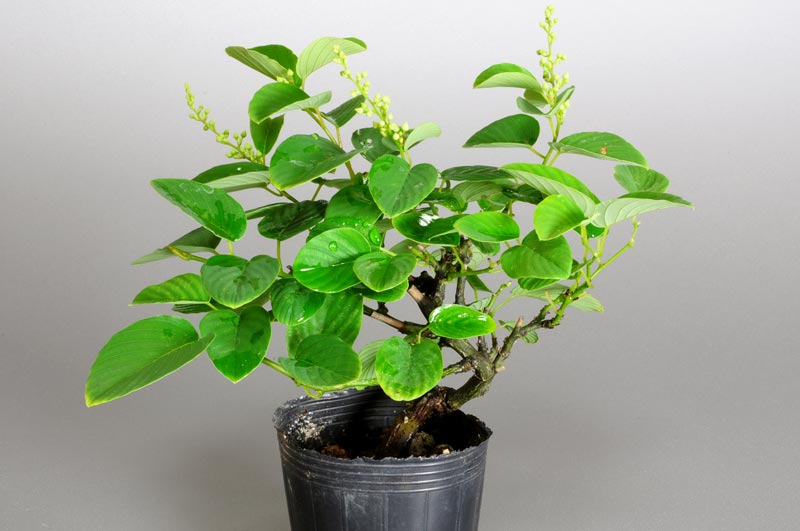 クマヤナギ-E1（くまやなぎ・熊柳）熊柳の販売と育て方・作り方・Berchemia racemosa bonsai
