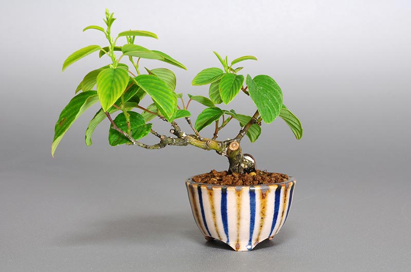 クマヤナギ-K1-1（くまやなぎ・熊柳）実もの盆栽の販売と育て方・作り方・Berchemia racemosa bonsai