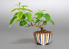クマヤナギ-K1（くまやなぎ・熊柳）実もの盆栽の成長記録-1・Berchemia racemosa bonsai
