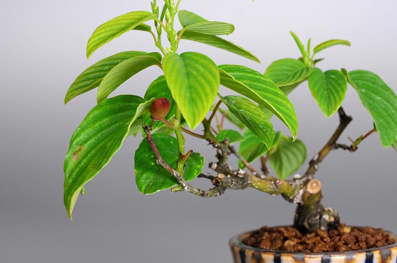 クマヤナギ-K1-1（くまやなぎ・熊柳）実もの盆栽を拡大して見た景色・Berchemia racemosa bonsai