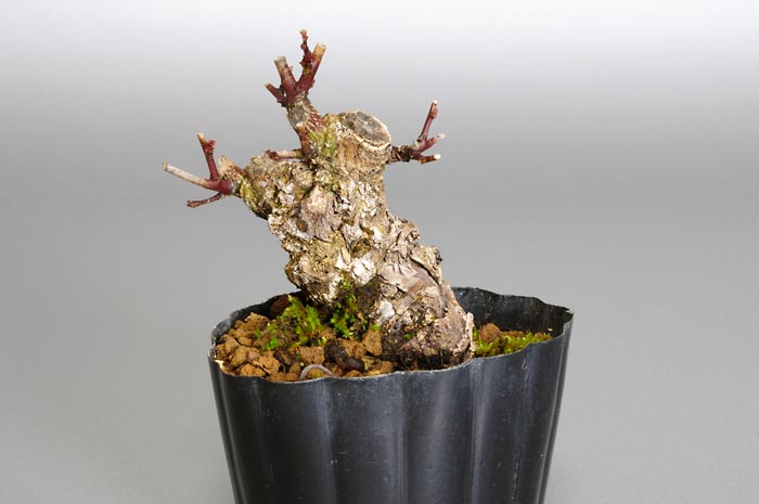 クマヤナギT（くまやなぎ・熊柳）実もの盆栽の販売と育て方・作り方・Berchemia racemosa bonsai