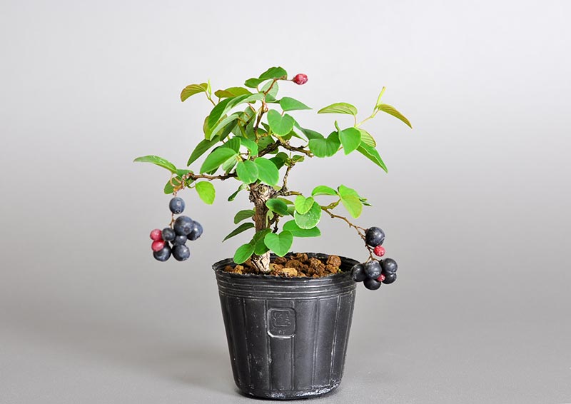 クマヤナギ-Z1（くまやなぎ・熊柳）実もの盆栽の販売と育て方・作り方・Berchemia racemosa bonsai
