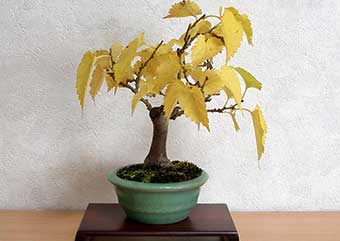 クワ-A（くわ・桑）盆栽の樹作りの参考樹形・Morus bombycis Best bonsai