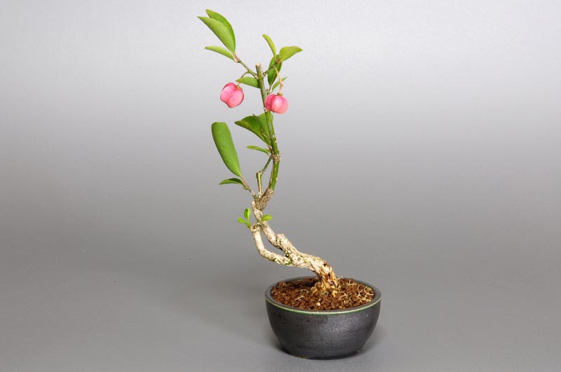 マユミ-C1（まゆみ・真弓）実もの盆栽の販売と育て方・作り方・Euonymus hamiltonianus bonsai