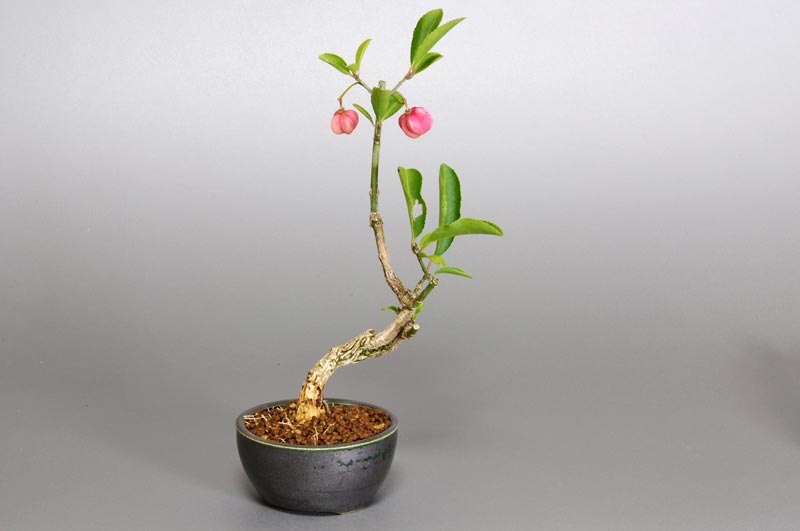 マユミ-C1（まゆみ・真弓）実もの盆栽を裏側から見た景色・Euonymus hamiltonianus bonsai