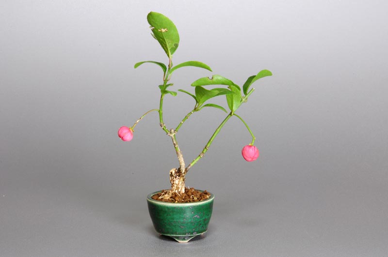 マユミ-E1-1（まゆみ・真弓）実もの盆栽の販売と育て方・作り方・Euonymus hamiltonianus bonsai