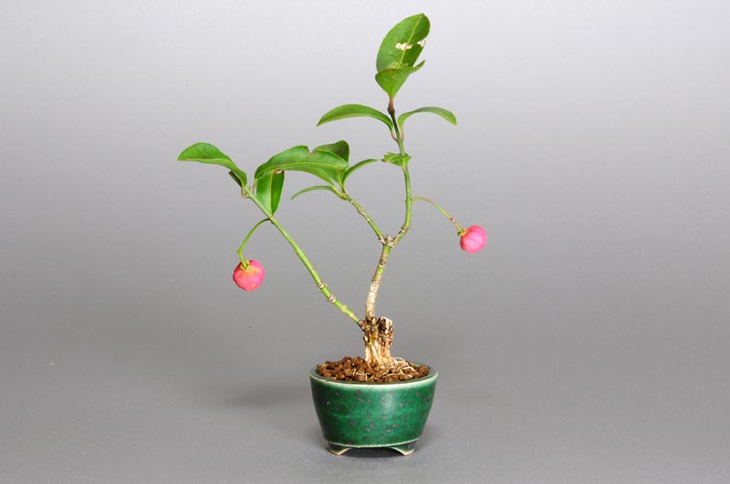 マユミ-E1-1（まゆみ・真弓）実もの盆栽を裏側から見た景色・Euonymus hamiltonianus bonsai