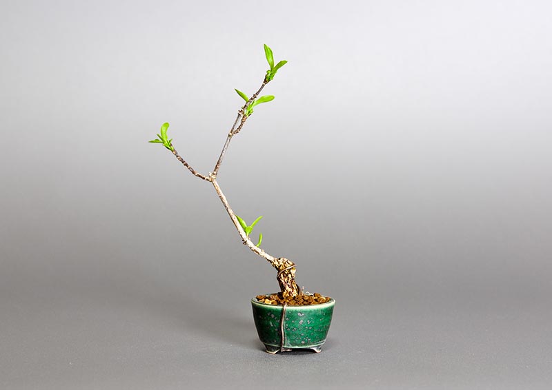 マユミ-E1-2（まゆみ・真弓）実もの盆栽を裏側から見た景色・Euonymus hamiltonianus bonsai