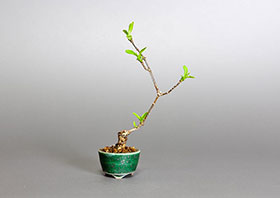 マユミ-E1（まゆみ・真弓）実もの盆栽の成長記録-2・Euonymus hamiltonianus bonsai