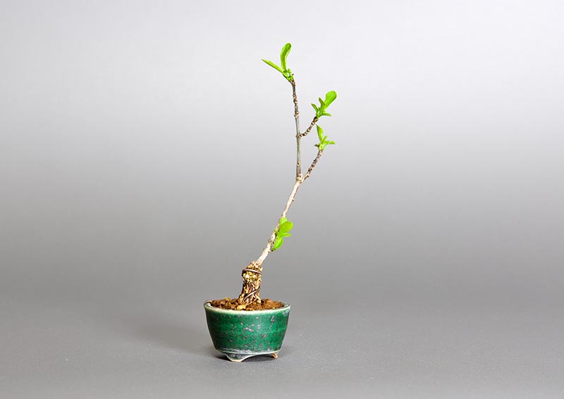 マユミ-E1-2（まゆみ・真弓）実もの盆栽を左側から見た景色・Euonymus hamiltonianus bonsai