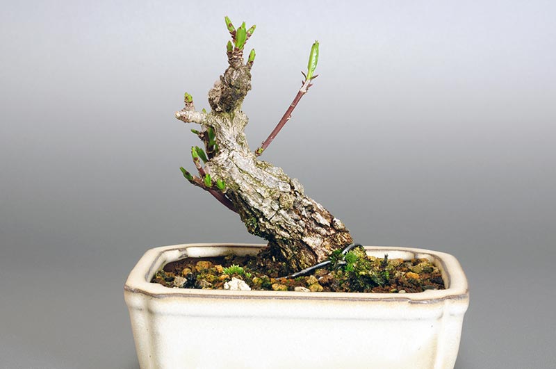 マユミ-G1（まゆみ・真弓）実もの盆栽の販売と育て方・作り方・Euonymus hamiltonianus bonsai