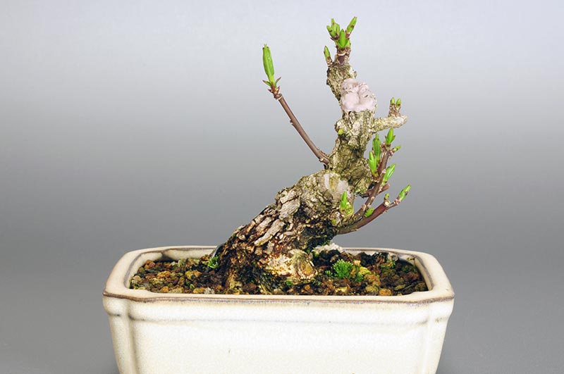 マユミ-G1（まゆみ・真弓）実もの盆栽を裏側から見た景色・Euonymus hamiltonianus bonsai