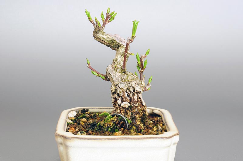 マユミ-G1（まゆみ・真弓）実もの盆栽を右側から見た景色・Euonymus hamiltonianus bonsai