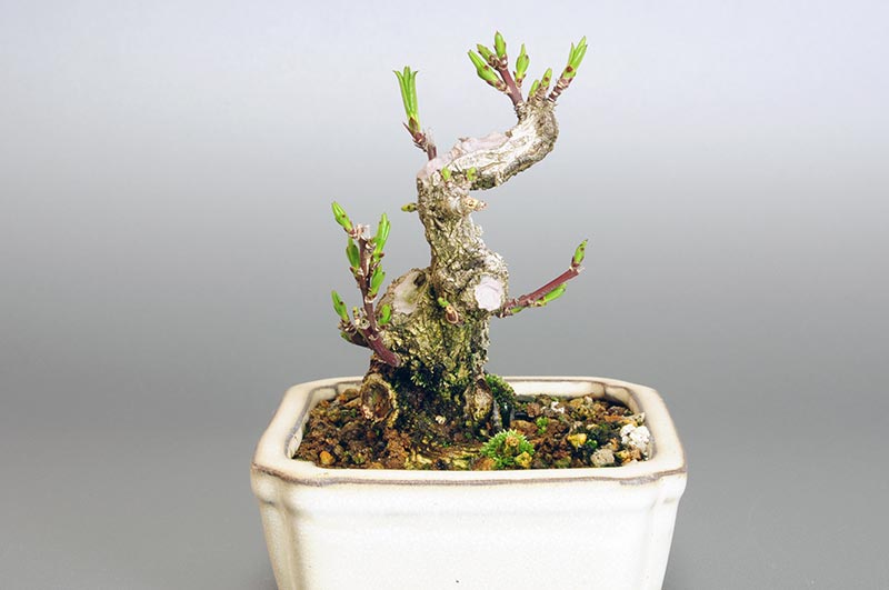 マユミ-G1（まゆみ・真弓）実もの盆栽を左側から見た景色・Euonymus hamiltonianus bonsai