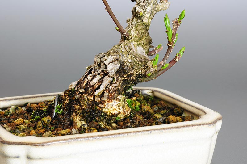 マユミ-G1（まゆみ・真弓）実もの盆栽を別側から見た景色・Euonymus hamiltonianus bonsai