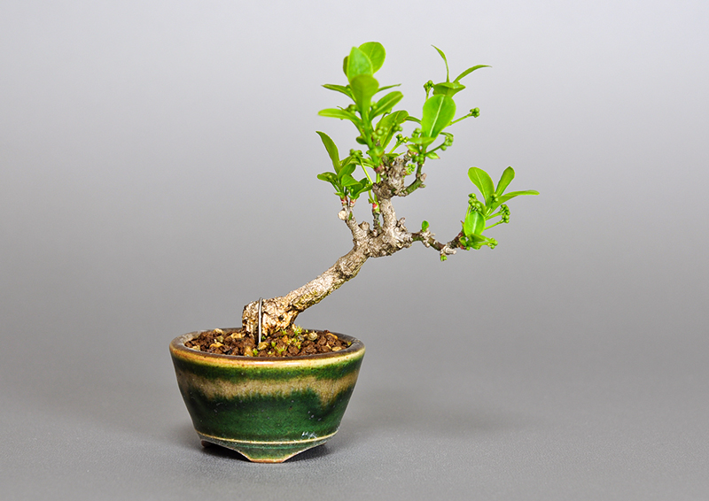 マユミ-L1（まゆみ・真弓）実もの盆栽の販売と育て方・作り方・Euonymus hamiltonianus bonsai
