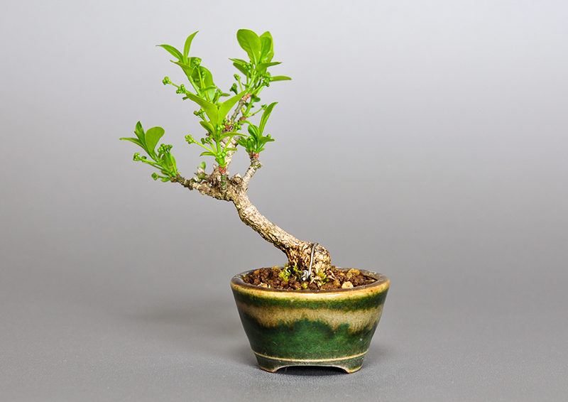 マユミ-L1（まゆみ・真弓）実もの盆栽を裏側から見た景色・Euonymus hamiltonianus bonsai