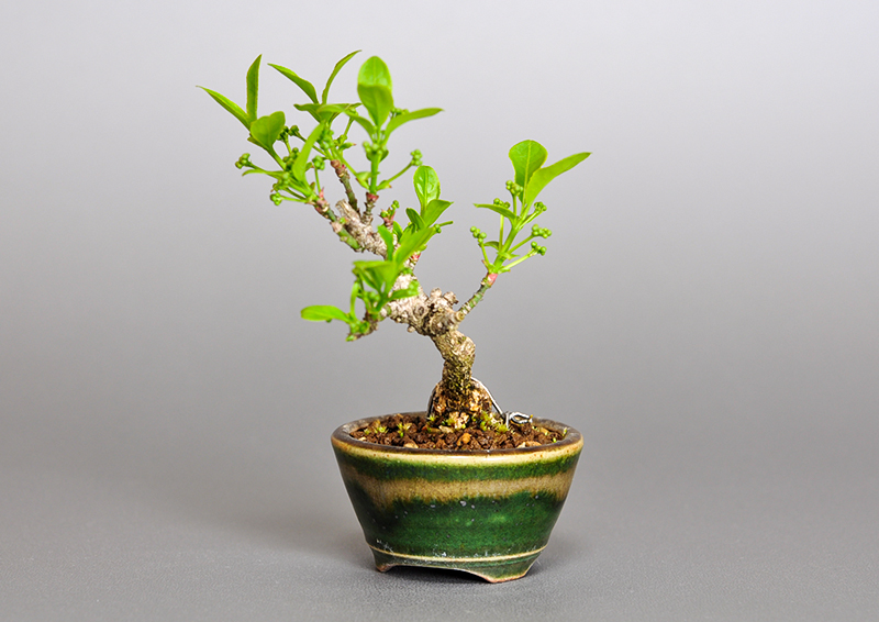 マユミ-L1（まゆみ・真弓）実もの盆栽を右側から見た景色・Euonymus hamiltonianus bonsai
